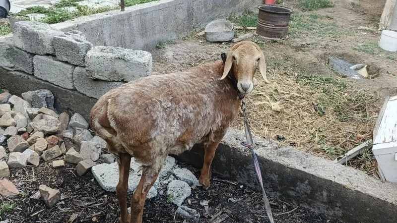Продаётся баранина — фото 1