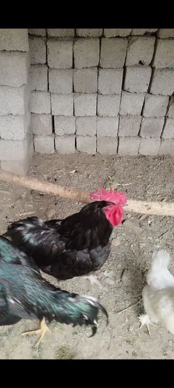 qora shaxzoda xoʻroz sotiladi
