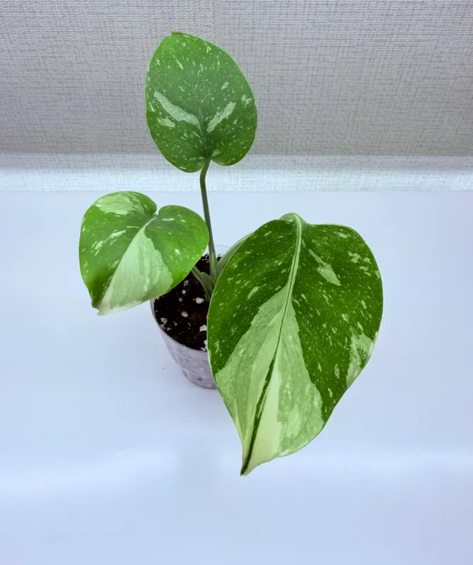 Monstera, uy o‘simliklari 3