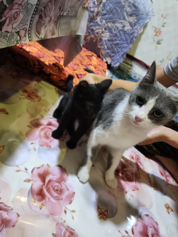 Кошка продаётся БЕСПЛАТНО породистая КОШКА ИМЯ