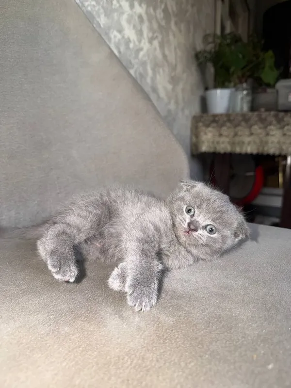 Котята чистокровные 4 Котята чистокровные 4