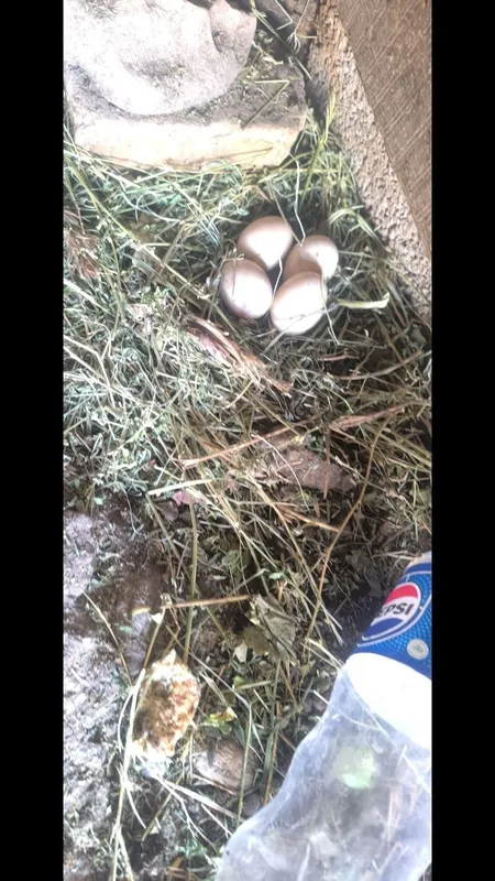 Tovuqlar va indautkalar sotiladi 8