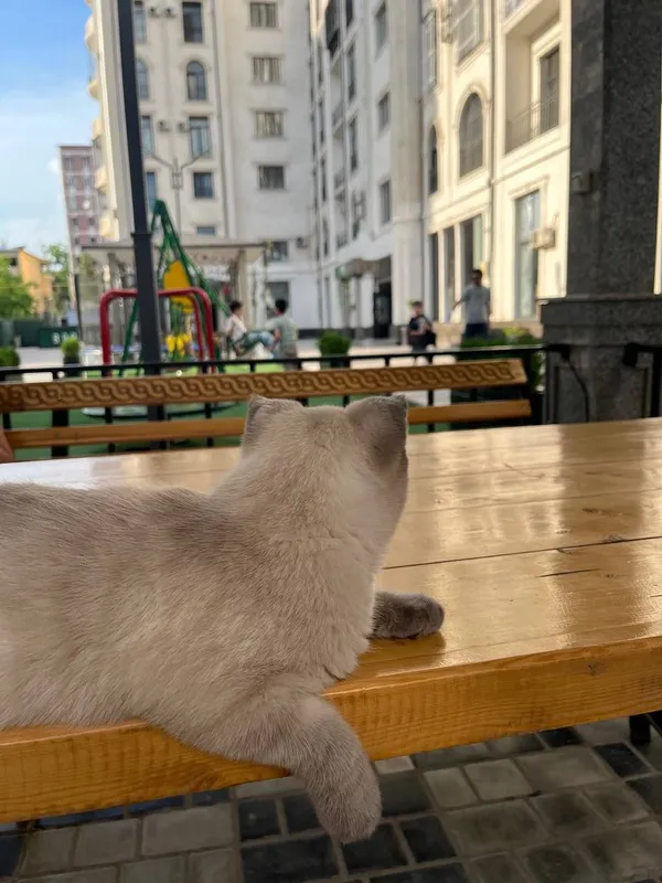 Rechirt Shahrisabz вязка — фото 1