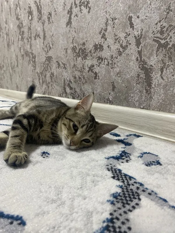 Кошка девочка бенгальская отдадим даром 5 Кошка девочка бенгальская отдадим даром 5