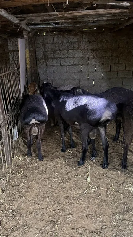 Qurbonlik uchun uyda boqilgan qo’chqorlar sotiladi — фото 4