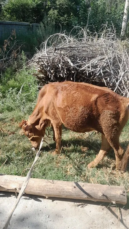 NAVOS sotladi soglom 5