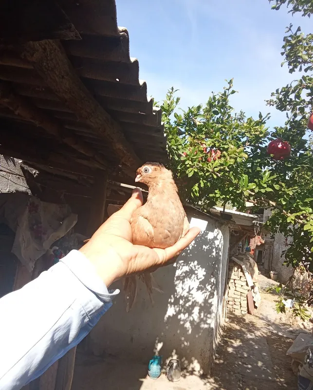 Naut kabutar sotiladi 2 Naut kabutar sotiladi 2