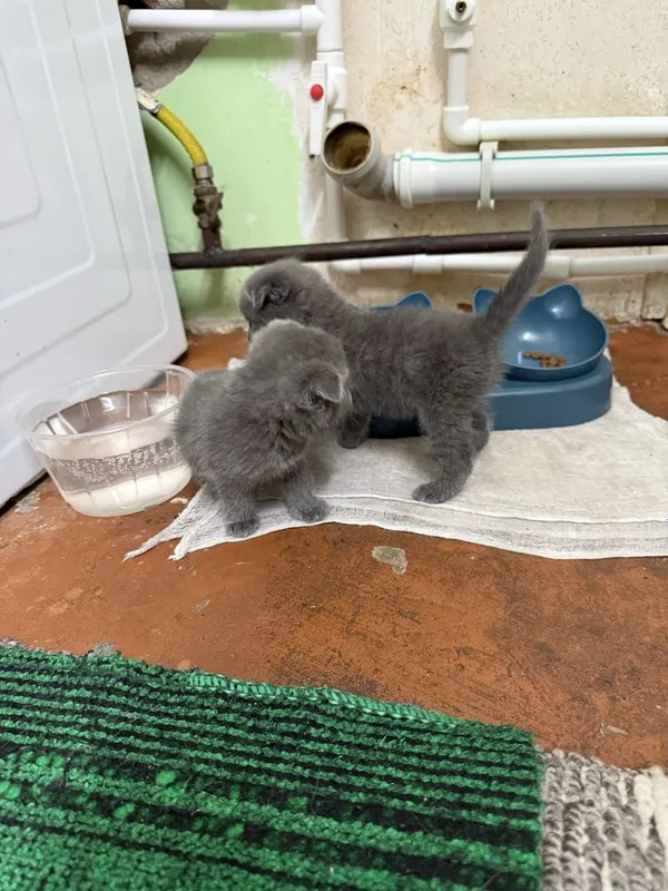 Катята скоттиш фолд и страйт — фото 6