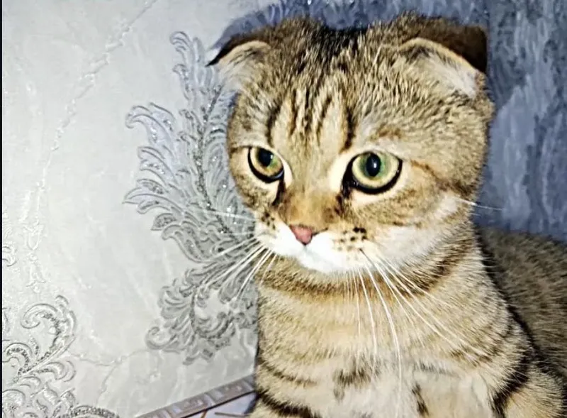 Scottish Fold erkak mushuk sotiladi 2