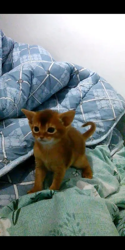 Продается котёнок — фото 4