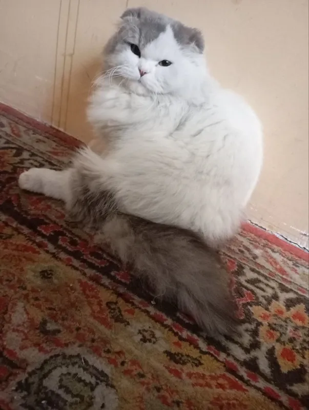 Скоттиш фолт ўгил 3 Скоттиш фолт ўгил 3