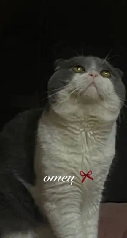 породистые котята 2 породистые котята 2