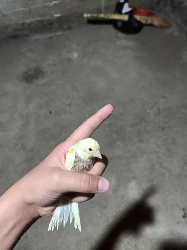 kanarekalar sotiladi 3 kanarekalar sotiladi 3