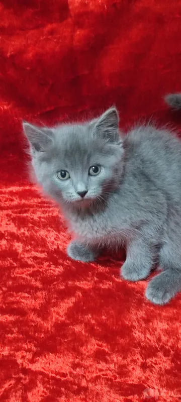 Scottish Fold mushukchalari sotiladi 1 Scottish Fold mushukchalari sotiladi 1