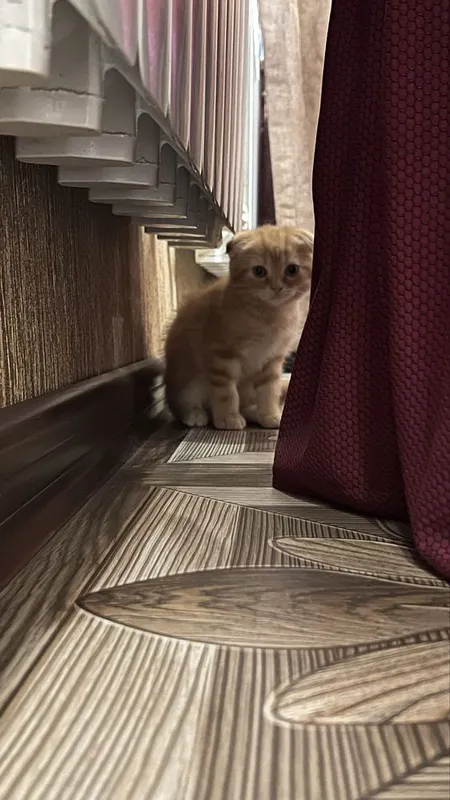 Котята скотиш фолд — фото 5