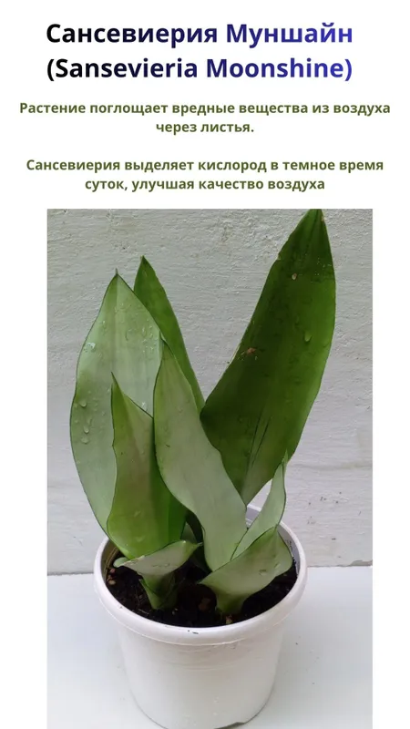 Сансевиерия Муншайн. Экзотическое растение для дома и офиса.