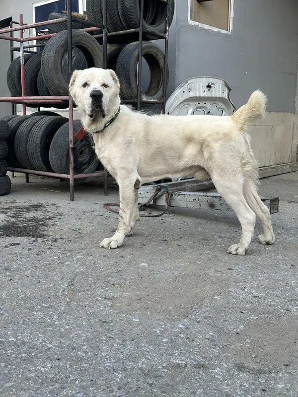 Вяска алабай кошиб берамиз 1 Вяска алабай кошиб берамиз 1