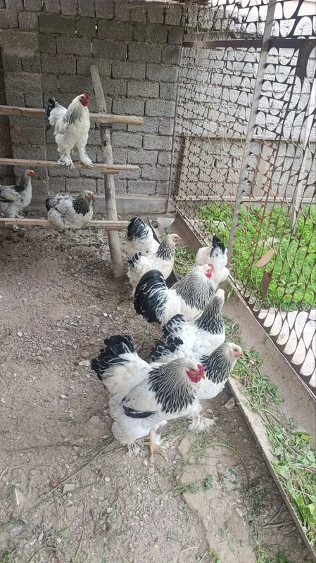 Burama xoʻrozlar sotiladi