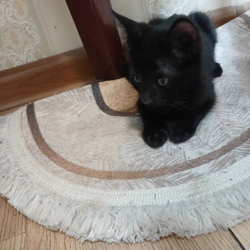 Котята в добрые руки — фото 3