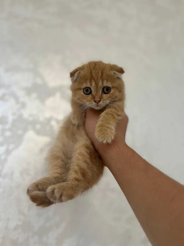 Золотая шиншилла — фото 1