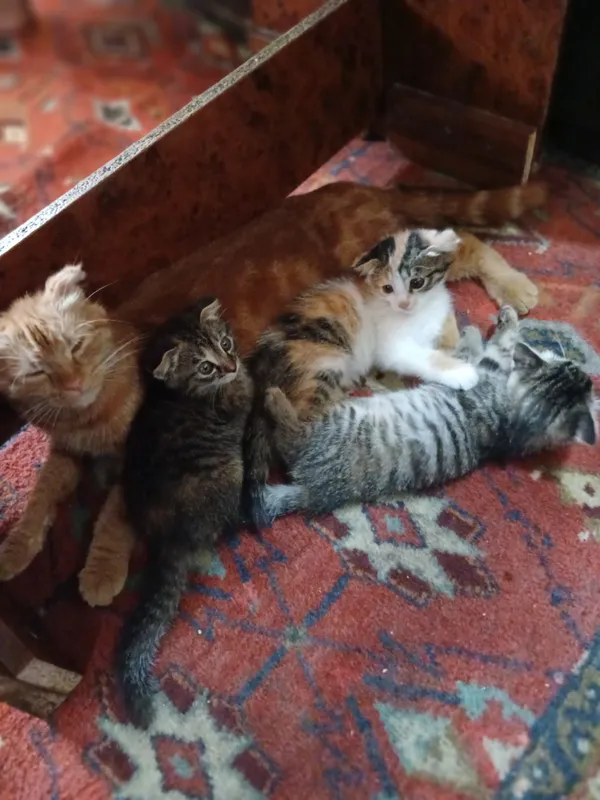 muahikni ismi Nala Onasi 1yosh,zotdor mushuk