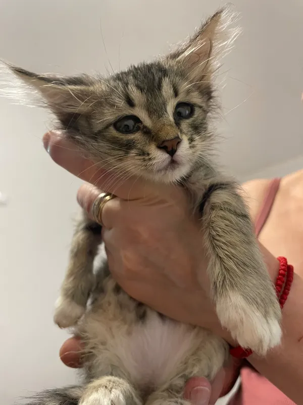 Котята бесплатно! 1