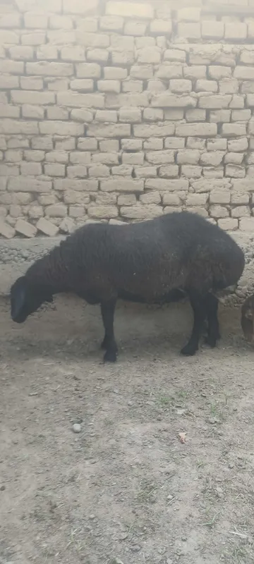 Qo'chqor va urg'ochi qo'y sotiladi — фото 5