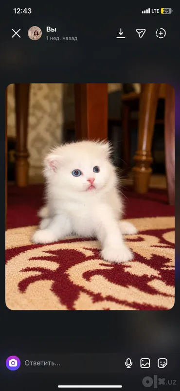 2 va 3 oylik mushukchalar, lotokka o‘rgatilgan 1 2 va 3 oylik mushukchalar, lotokka o‘rgatilgan 1