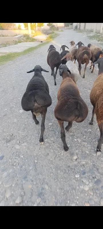 Arashan Gissar 4oylik quzichalar 4 Arashan Gissar 4oylik quzichalar 4