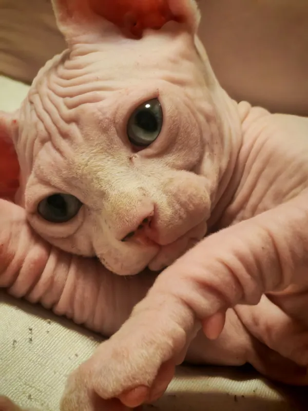 Sfinks 2
