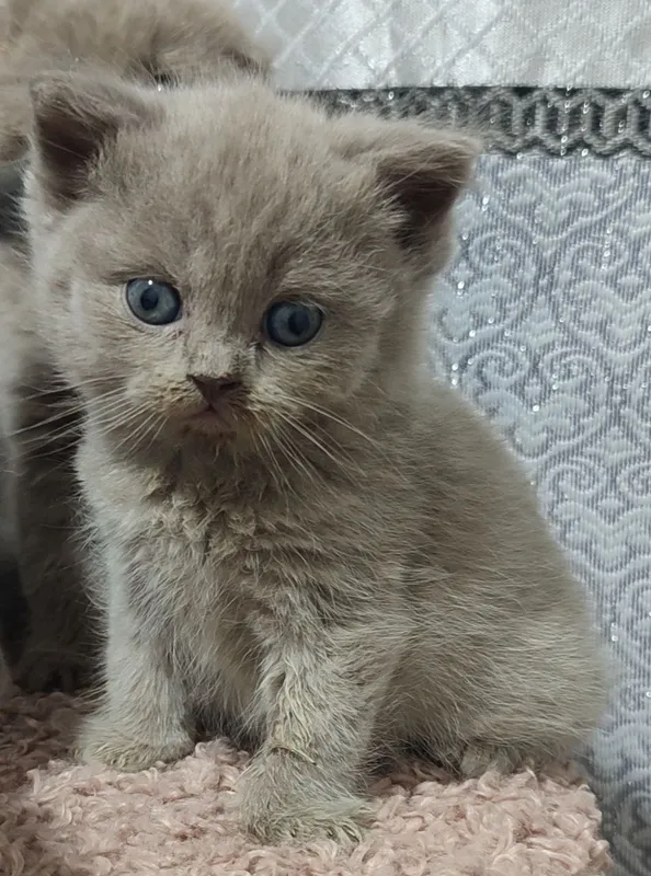 Продаются котята правильной вязки — фото 5
