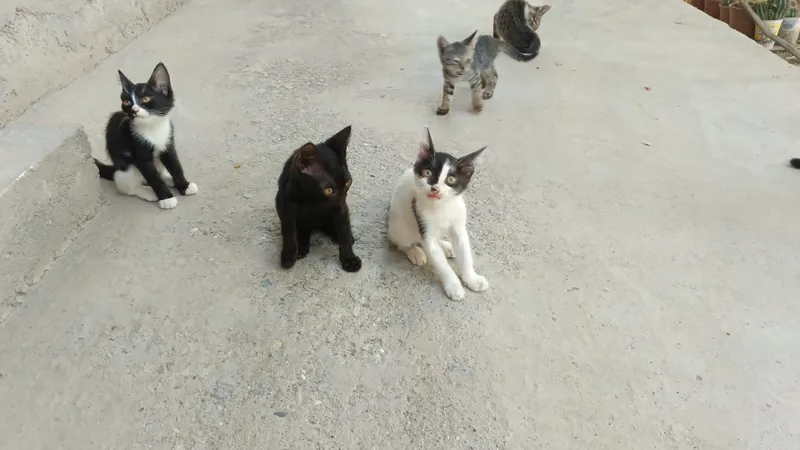 Mushuk bolalari tekinga 2 Mushuk bolalari tekinga 2