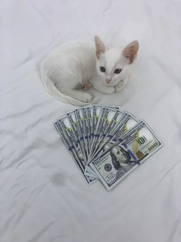 Кошка 1