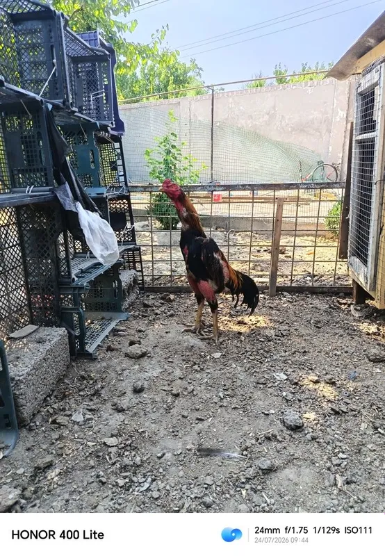 Dakan xoroz sotiladi 4 kg 1