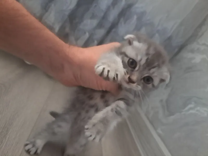 Продам котёнка девочка — фото 1 Продам котёнка девочка — фото 1