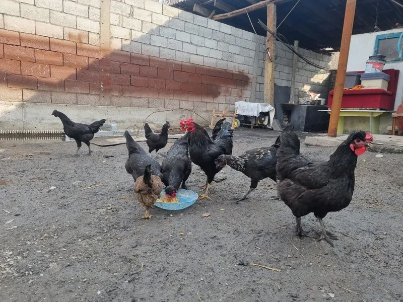 Уй тухумлари силверуд ва кора шахзода — фото 1