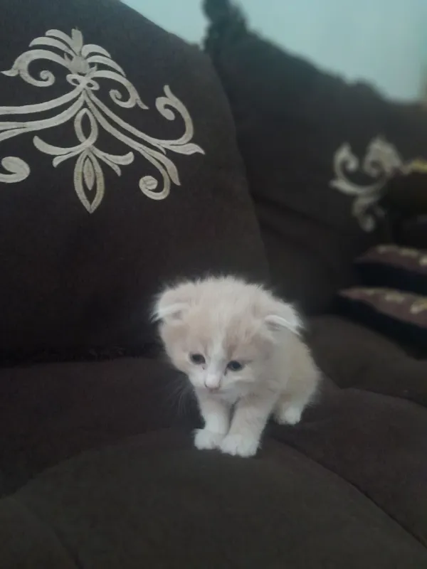 Mushukler paradali uy mushugu uzumniki chet elga ketvoman 2 Mushukler paradali uy mushugu uzumniki chet elga ketvoman 2