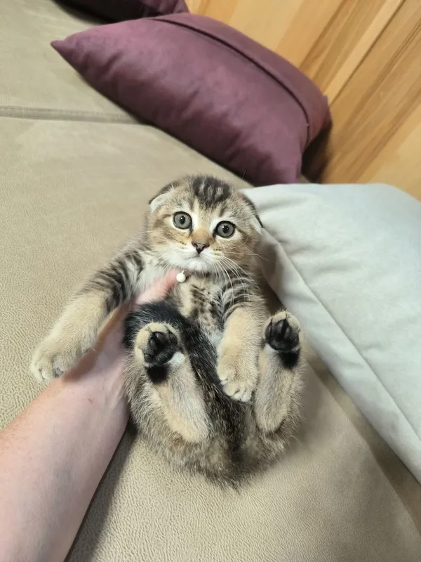 Ajoyib yirik Scottish Fold mushukchalari: oltin va kumush chinchilla 1
