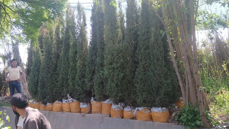 Ko'chatlarimiz bor Toshkent rohat posti oldida — фото 2