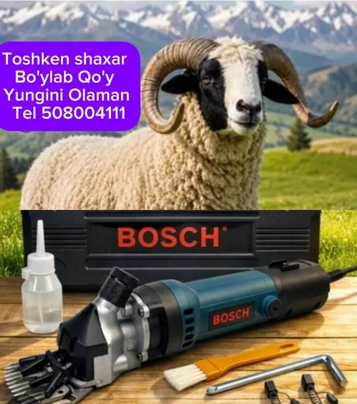 Toshken shaxar Bo'ylab Qo'y Yungini Olamiz Qo'y Yungini olaman Toshken shaxar Bo'ylab Qo'y Yungini Olamiz Qo'y Yungini olaman
