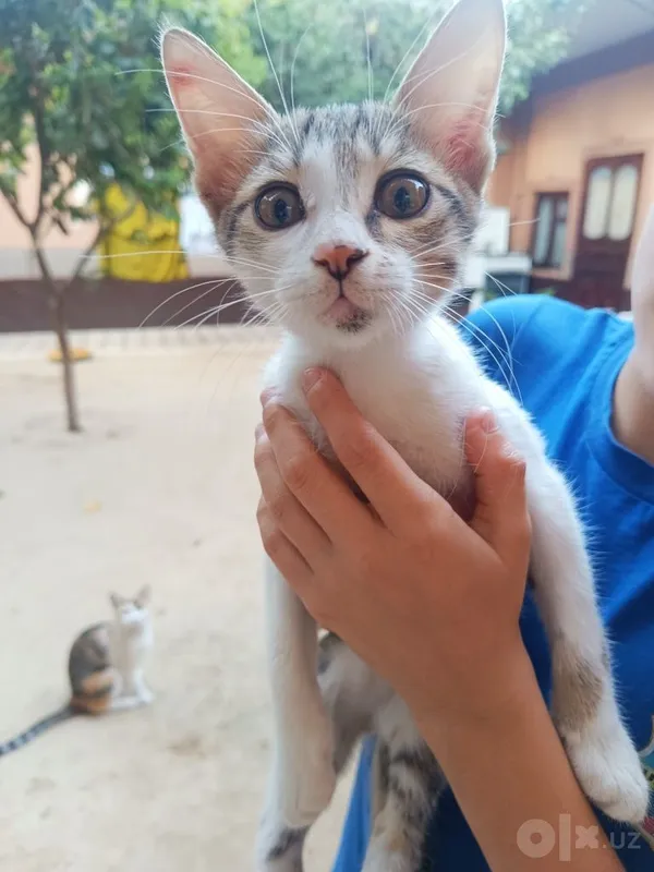 Mushuk Bollalari 5 Mushuk Bollalari 5