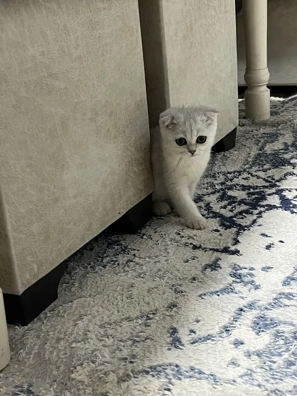 «Kumush shinchilla» rangli Scottish Fold zotli shotland bukikquloq mushukcha 2 «Kumush shinchilla» rangli Scottish Fold zotli shotland bukikquloq mushukcha 2