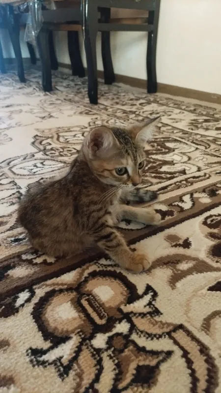 Damashni mushuklar 1