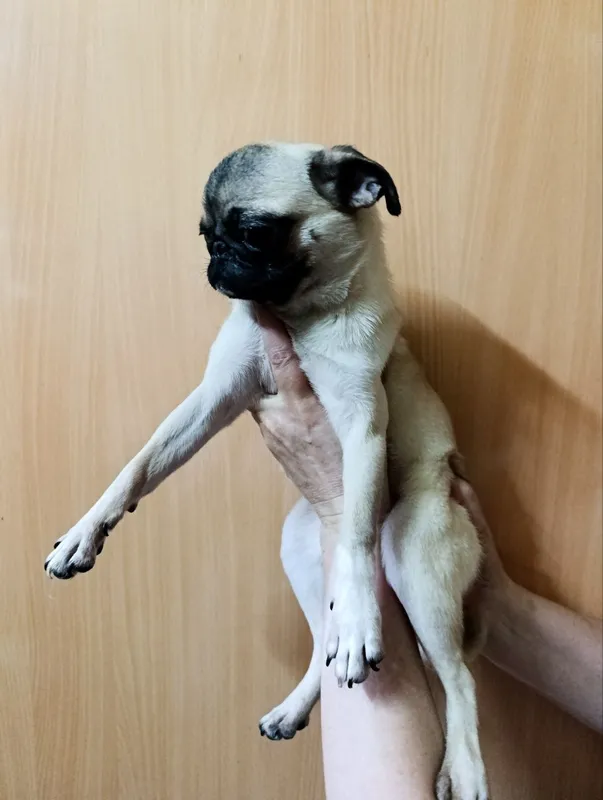 Maftunkor mops kuchukchasi mehribon oilani qidirmoqda! 3 Maftunkor mops kuchukchasi mehribon oilani qidirmoqda! 3