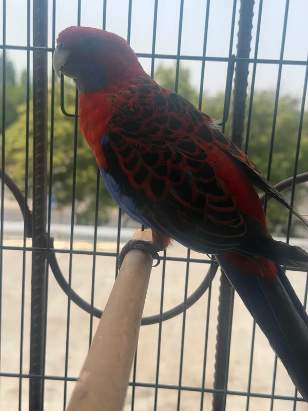 Продаеётся Rosella попугай 2 Продаеётся Rosella попугай 2