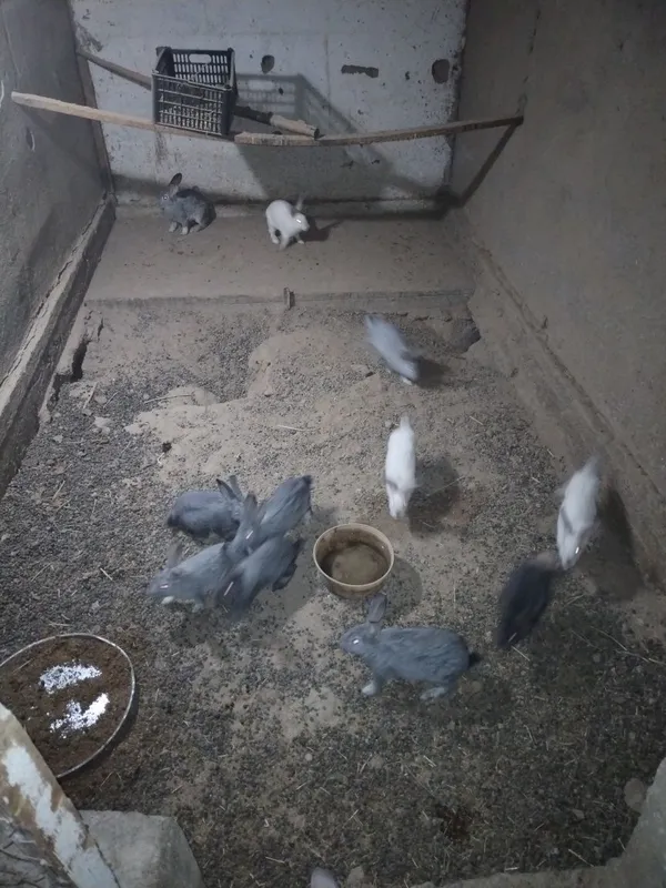 Samka quyonlari, onalari va bolalari birgalikda 4