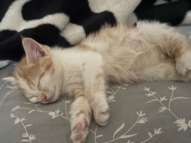 Котенок в добрые руки — фото 2