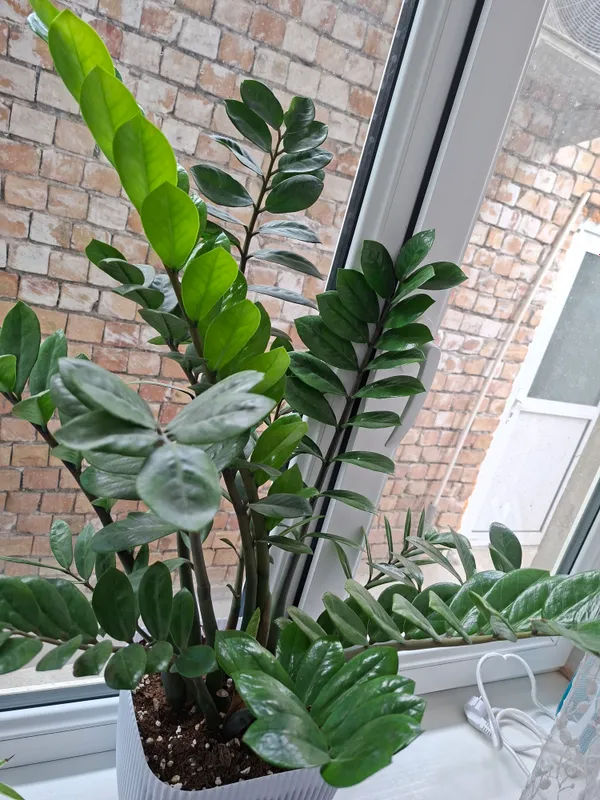🌿 Роскошный замиокулькас (долларовое дерево)!
