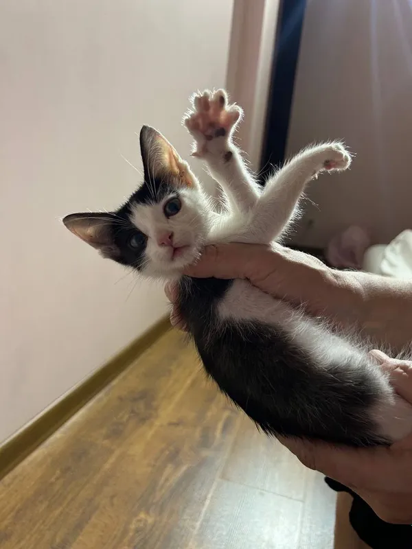 Котенок в добрые руки — фото 3