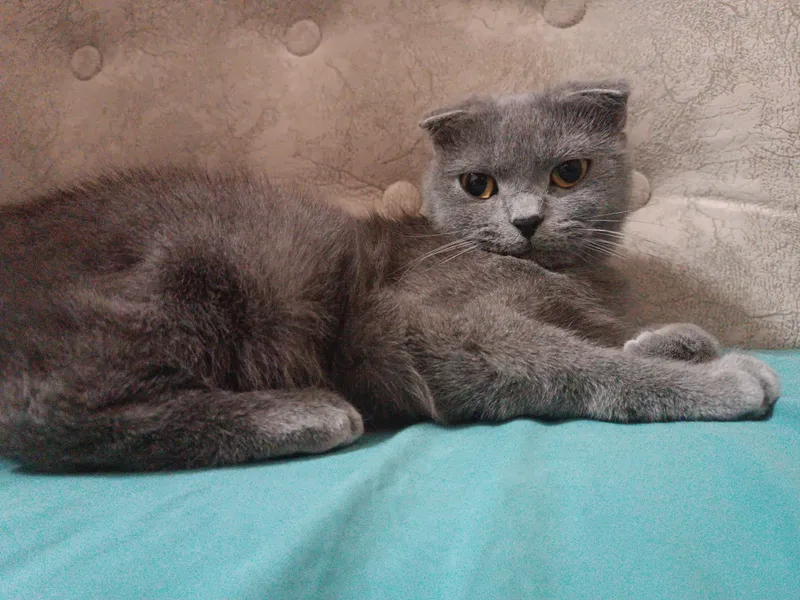 кошка скоттиш фолд — фото 7